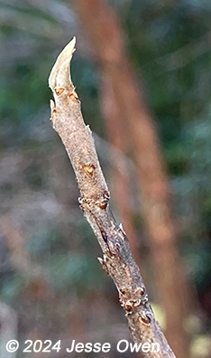 twig